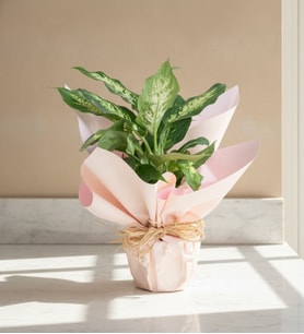 Saksıda Dieffenbachia Çiçeği