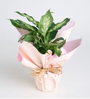 Saksıda Dieffenbachia Çiçeği