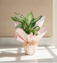 Saksıda Dieffenbachia Çiçeği