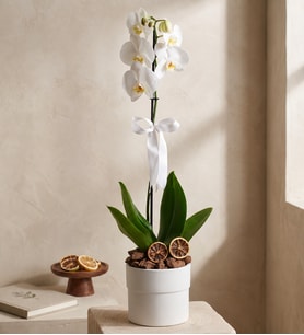 Phalaenopsis Tek Dal Orkide Çiçeği