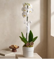 Phalaenopsis Tek Dal Orkide Çiçeği