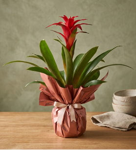 Buketli Polimer Saksıda Guzmania