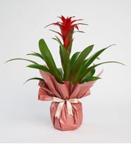 Buketli Polimer Saksıda Guzmania
