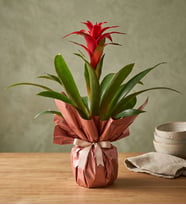 Buketli Polimer Saksıda Guzmania