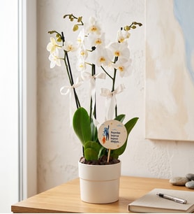 Yeni İş Tebrikli 3 Dal Phalaenopsis Orkide