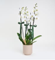 4 Dal Beyaz Phalaenopsis Orkide