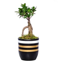 Gold Çizgili Vazoda Ficus Gingsey Bonsai