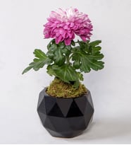 Geometrik Siyah Saksıda Pembe Krizantem