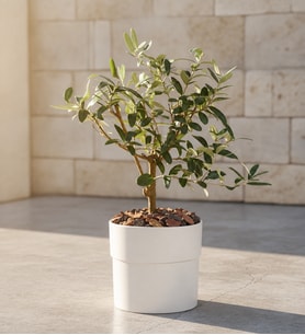 Beyaz Polimer Saksıda Zeytin Ağacı