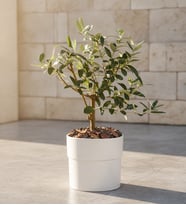 Beyaz Polimer Saksıda Zeytin Ağacı