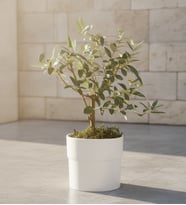 Beyaz Polimer Saksıda Zeytin Ağacı