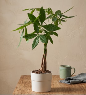 Para Ağacı Pachira 12 cm