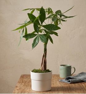 Para Ağacı Pachira 12 cm