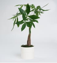 Para Ağacı Pachira 12 cm