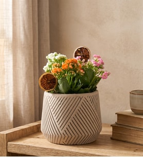 Geometrik Çizgili Saksıda Kalanchoe Bahçesi