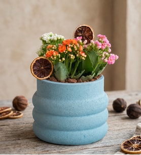 Katmanlı Beton Saksıda Kalanchoe Bahçesi