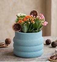 Katmanlı Beton Saksıda Kalanchoe Bahçesi