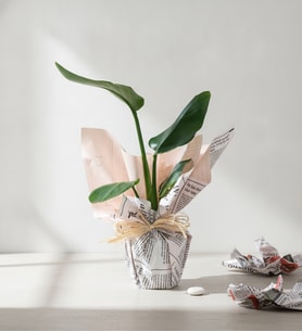 Gazete Buket Kağıtlı Starliçe Bitkisi