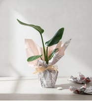 Gazete Buket Kağıtlı Starliçe Bitkisi