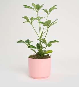 Schefflera Tekli 