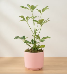 Schefflera Tekli 
