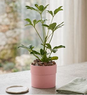 Schefflera Tekli