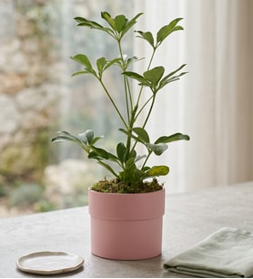 Schefflera Tekli