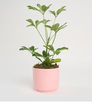 Schefflera Tekli 
