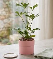 Schefflera Tekli