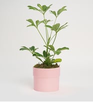 Schefflera Tekli