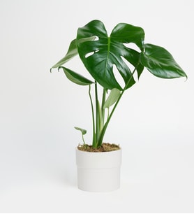 Polimer Saksıda Monstera