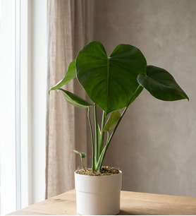 Polimer Saksıda Monstera