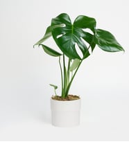 Polimer Saksıda Monstera