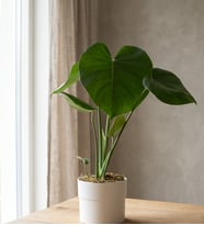 Polimer Saksıda Monstera