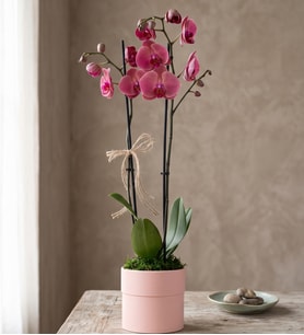 Pembe Polimer Saksıda Ateş Kırmızı Çiftli Orkide