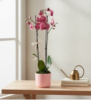 Pembe Beton Saksıda Ateş Kırmızı Çiftli Orkide
