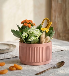 Kiremit Saksıda Renkli Kalanchoe