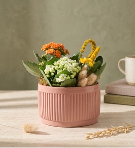 Kiremit Saksıda Renkli Kalanchoe
