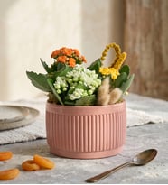Kiremit Saksıda Renkli Kalanchoe