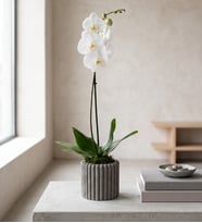 Kare Desenli Gri Beton Saksıda Beyaz Tekli Orkide