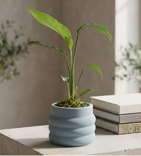 Katmanlı Beton Saksıda Starliçe Bitkisi