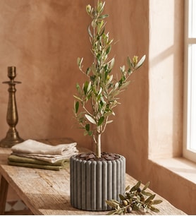 Düz Çizgili Gri Beton Saksıda Zeytin Ağacı Bonsai