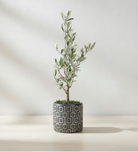 Kare Desenli Gri Beton Saksıda Zeytin Ağacı Bonsai