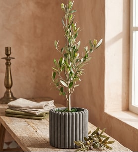 Kare Desenli Gri Beton Saksıda Zeytin Ağacı Bonsai