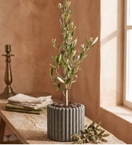 Düz Çizgili Gri Beton Saksıda Zeytin Ağacı Bonsai