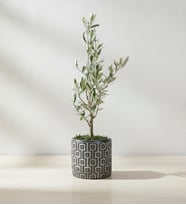 Kare Desenli Gri Beton Saksıda Zeytin Ağacı Bonsai