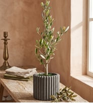 Kare Desenli Gri Beton Saksıda Zeytin Ağacı Bonsai