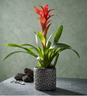 Kare Desenli Gri Beton Saksıda Guzmania Bitkisi