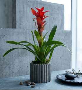 Kare Desenli Gri Beton Saksıda Guzmania Bitkisi