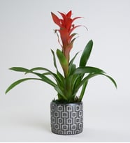 Kare Desenli Gri Beton Saksıda Guzmania Bitkisi